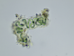 Nostocales
