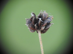 Ranunculus polyanthemos