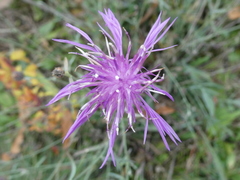 Centaurea stoebe