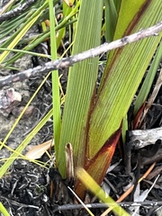 Pillansia templemannii