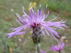Centaurea stoebe