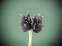 Ranunculus polyanthemos