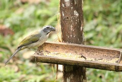 Saltator similis