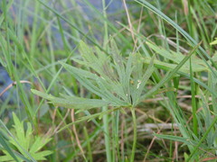 Ranunculus polyanthemos