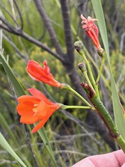 Pillansia templemannii