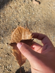 Quercus bicolor