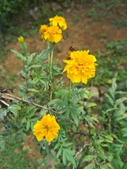 Tagetes