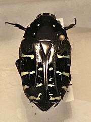 Euchroea