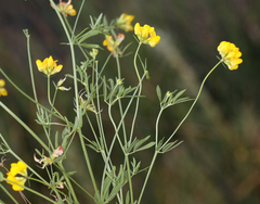 Lotus corniculatus
