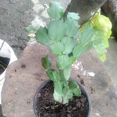 Schlumbergera truncata