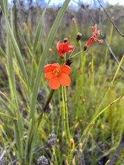 Pillansia templemannii