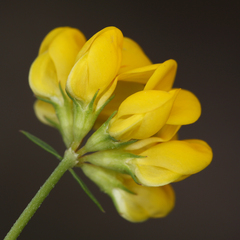 Lotus corniculatus