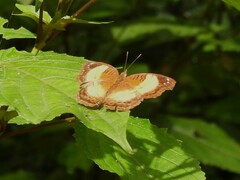 Junonia terea