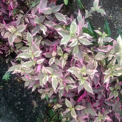 Alternanthera brasiliana