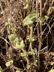 Pseudodictamnus hirsutus