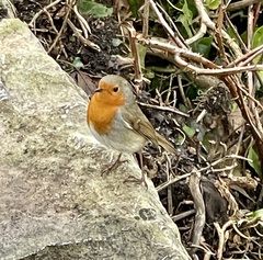 Erithacus rubecula