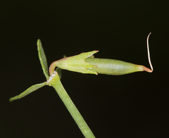 Lotus corniculatus