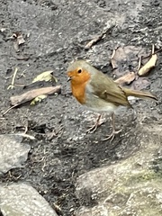 Erithacus rubecula