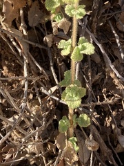 Pseudodictamnus hirsutus