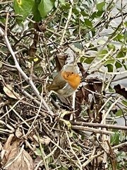 Erithacus rubecula