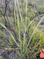 Pillansia templemannii