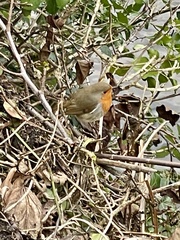 Erithacus rubecula