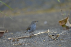 Phoenicurus fuliginosus