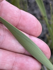 Pillansia templemannii