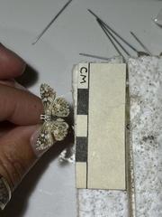Burnsius orcynoides