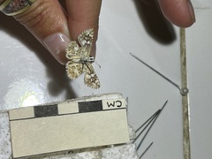 Burnsius orcynoides