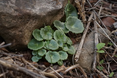 Umbilicus intermedius