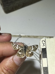 Burnsius orcynoides