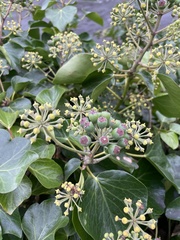 Hedera hibernica
