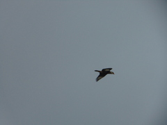 Caracara plancus cheriway