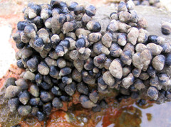 Melarhaphe neritoides