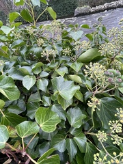 Hedera hibernica