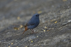 Phoenicurus fuliginosus