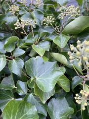 Hedera hibernica