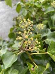 Hedera hibernica