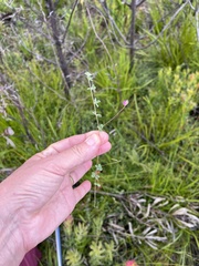 Indigofera alopecuroides