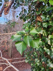 Hedera helix