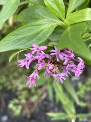 Centranthus ruber