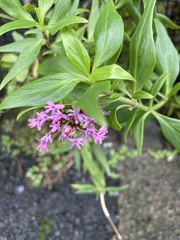 Centranthus ruber