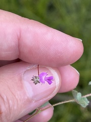 Indigofera alopecuroides
