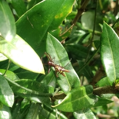 Micrathena sexspinosa