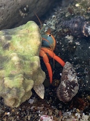 Calcinus californiensis