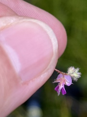 Indigofera alopecuroides