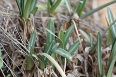 Vagaria parviflora