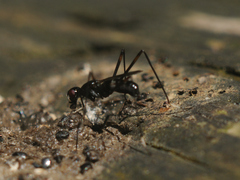 Micropezidae