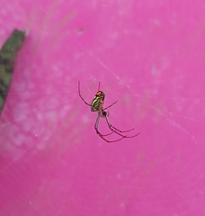 Leucauge
